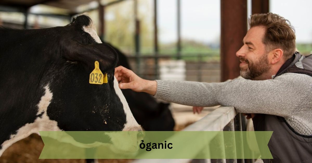 ỎGANIC – Everything You Need to Know