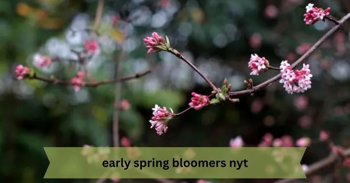 Early Spring Bloomers NYT – A Comprehensive Guide to Early Spring Blooms