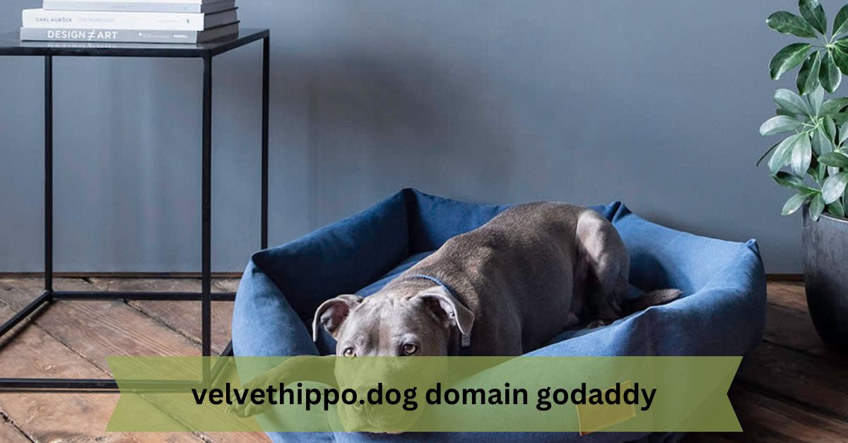 Velvethippo.dog Domain GoDaddy – Everything You Need to Know